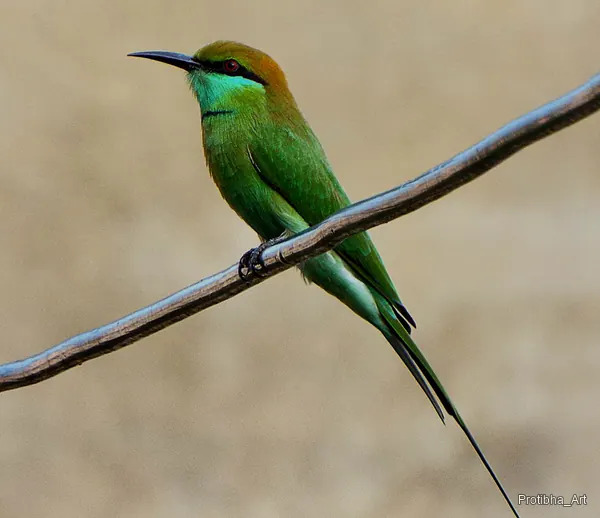 A green bee-eater resting on a diagonal branch